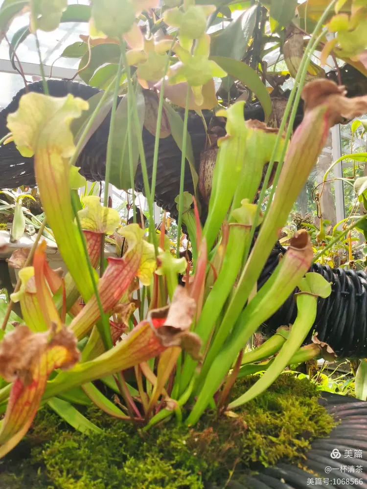 —游植物园,学习植物文化的艺术天地